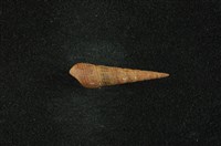 藏品(網蜷)的圖片